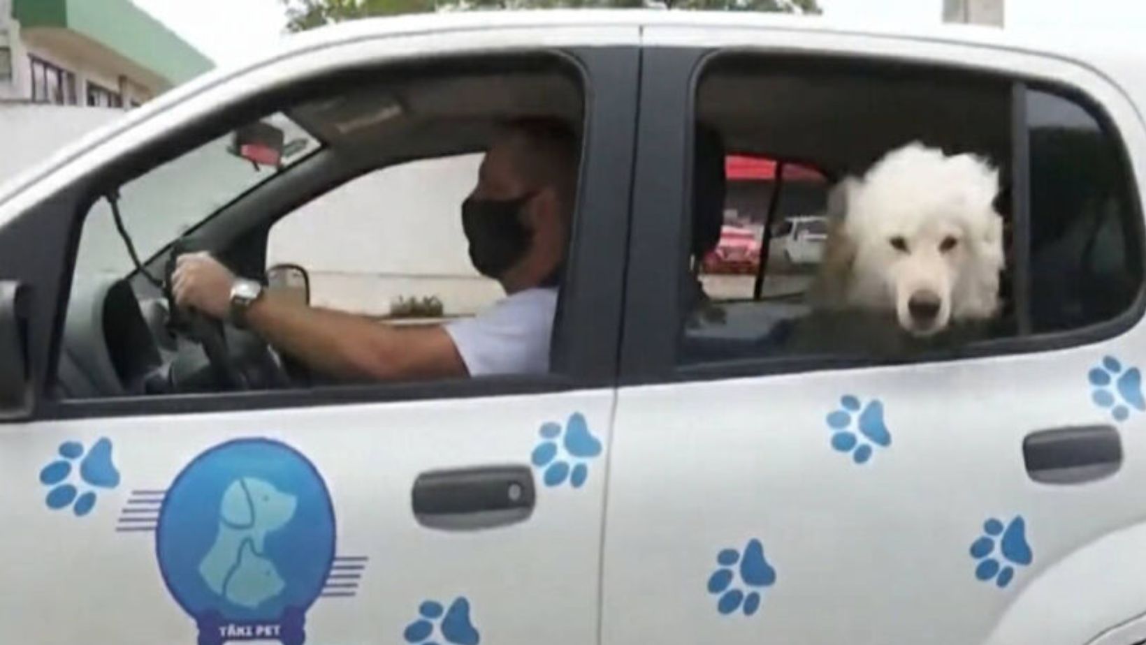 PET DE TODOS ANUNCIA VAGA PARA MOTORISTA DE TAXI DOG