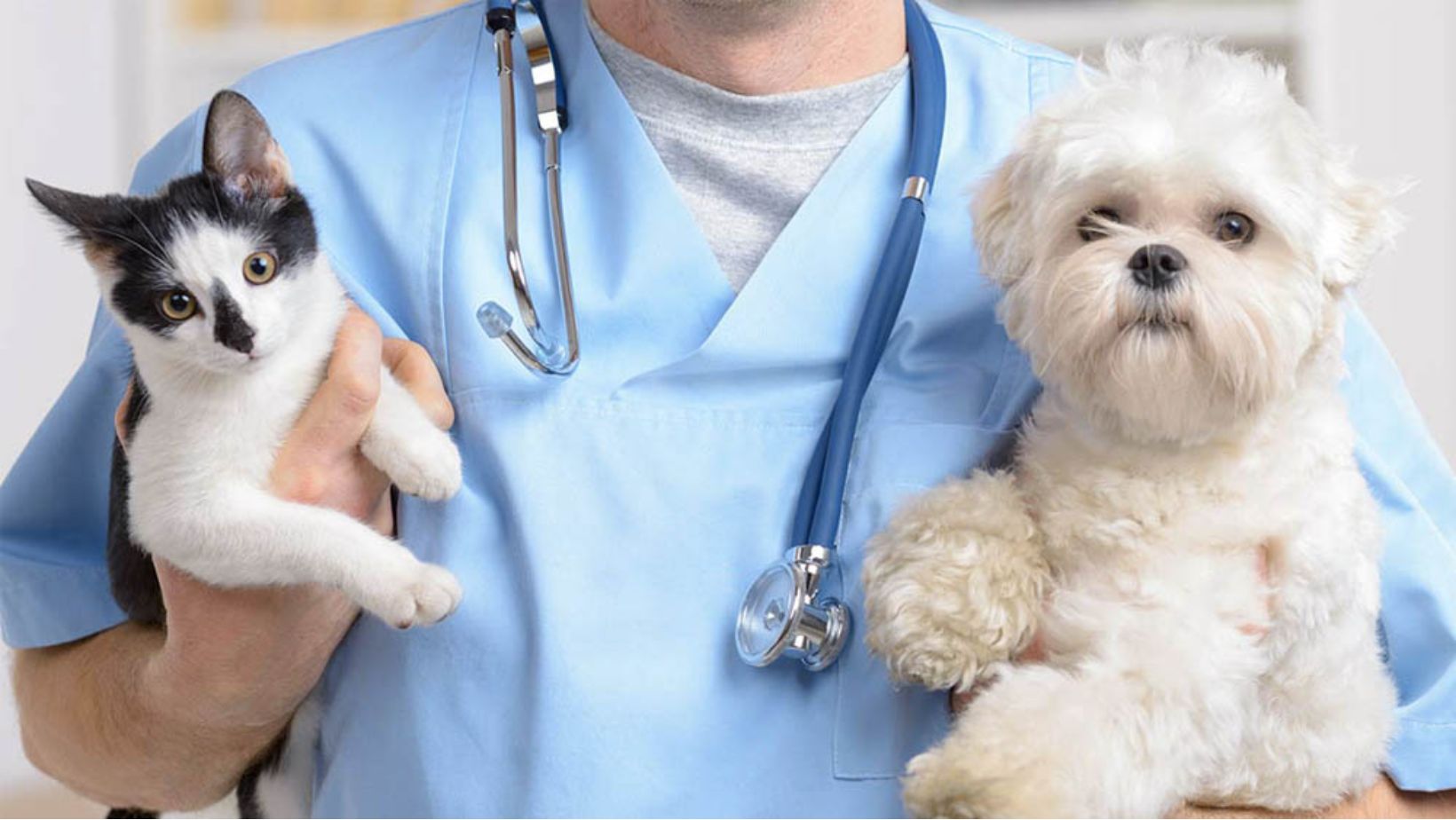 VETERINÁRIO