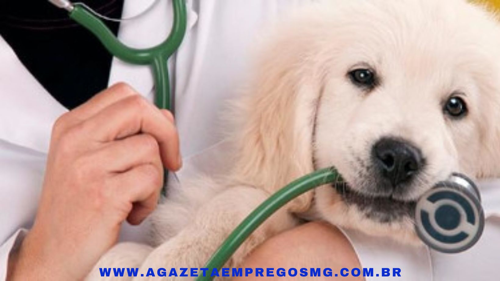 ESTÁGIO - VETERINÁRIA